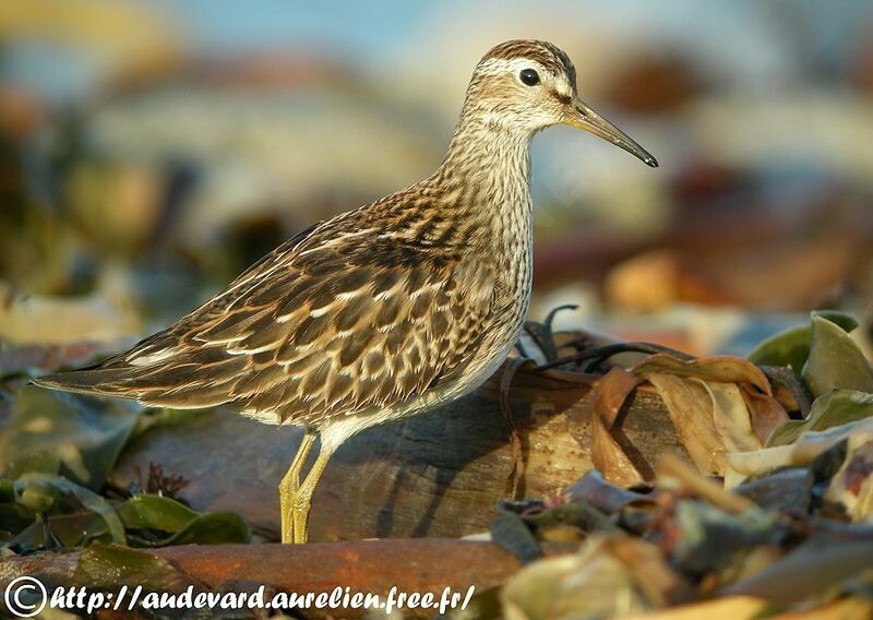 Pectoral Sandpiper