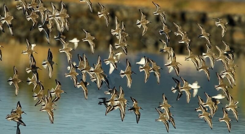 Dunlin, Flight