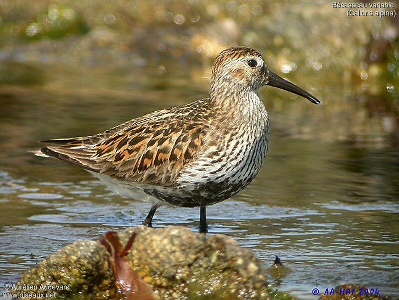 Dunlin