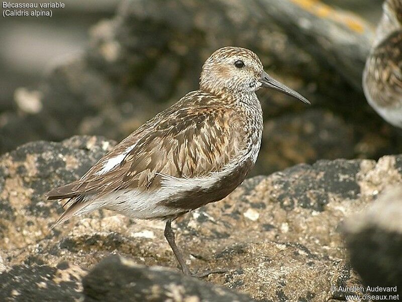 Dunlin