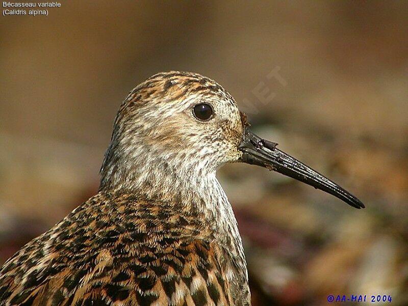 Dunlin