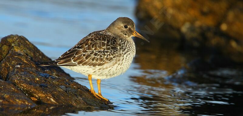 Purple Sandpiper