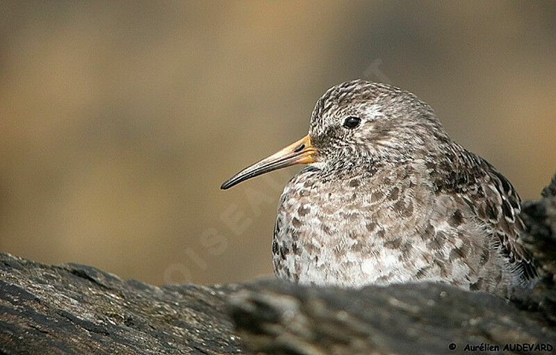 Purple Sandpiper