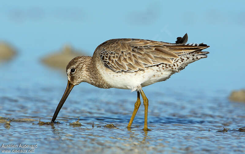 Short-billed Dowitcheradult post breeding, habitat, fishing/hunting