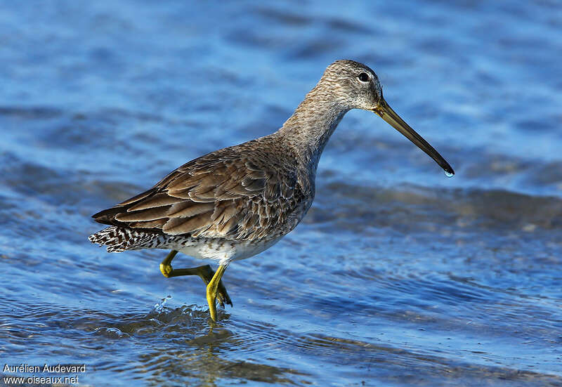 Short-billed Dowitcheradult post breeding, identification