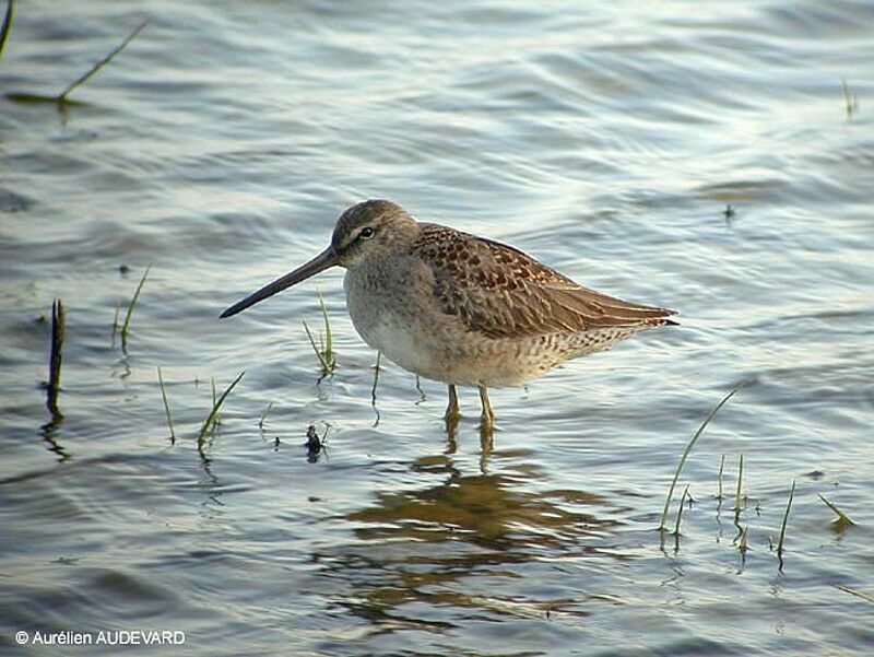 Long-billed Dowitcher