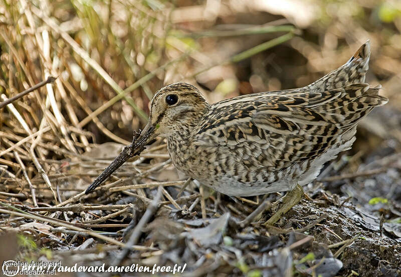 Pin-tailed Snipe, identification, camouflage, fishing/hunting