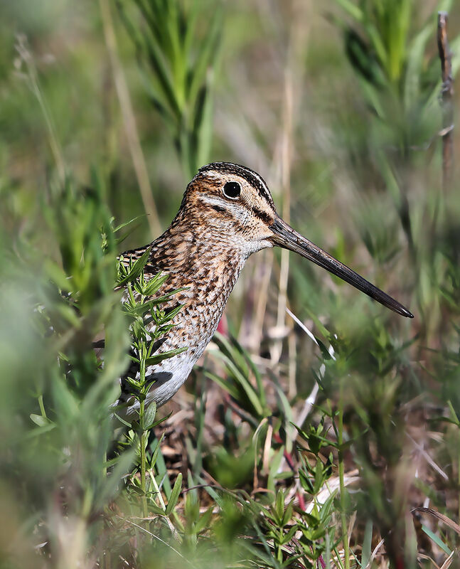 Wilson's Snipe male adult breeding, identification