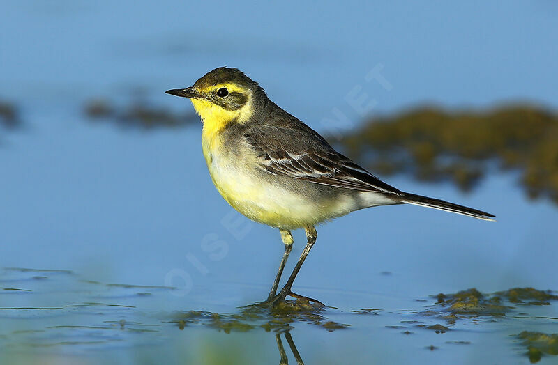 Citrine Wagtail