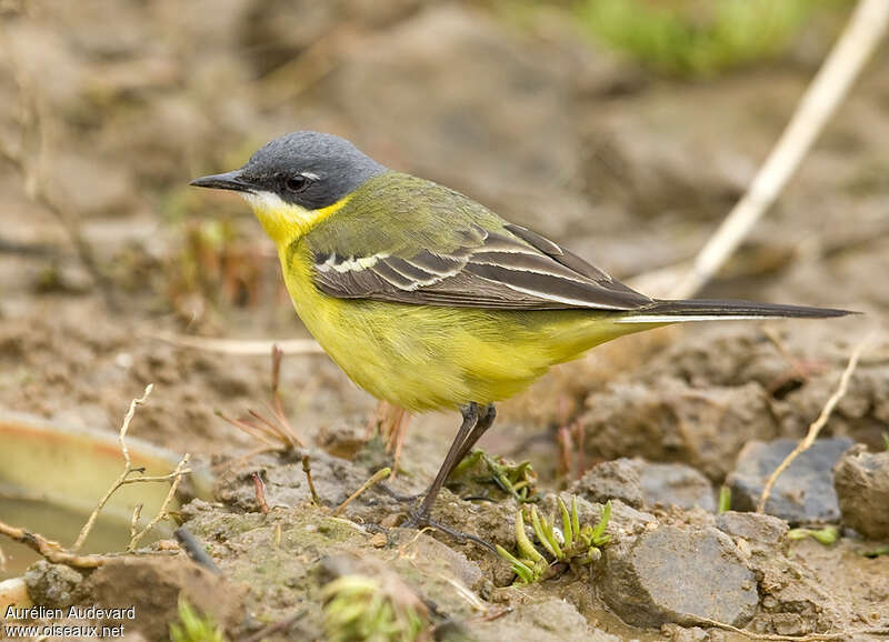 Bergeronnette de Béringie mâle adulte nuptial, identification