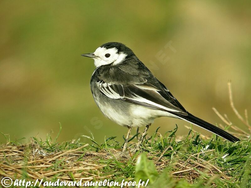 White Wagtail (yarrellii)