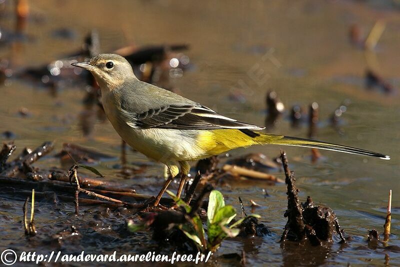 Grey Wagtailjuvenile