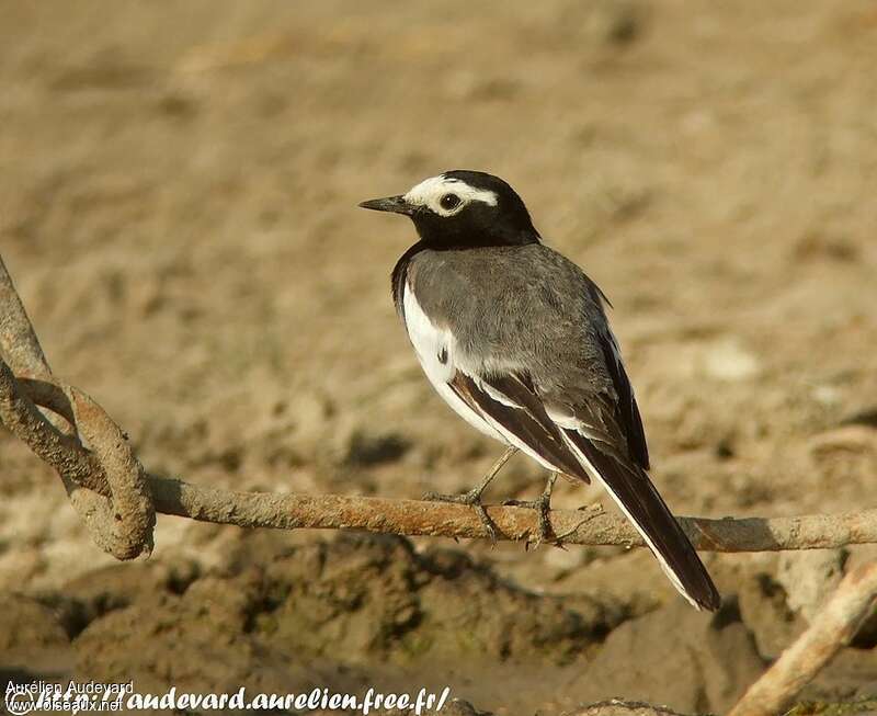 White Wagtail male adult breeding