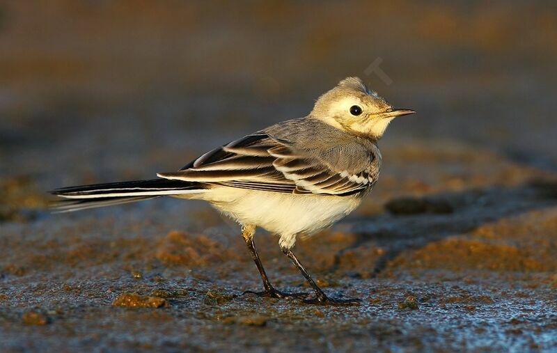 White WagtailFirst year