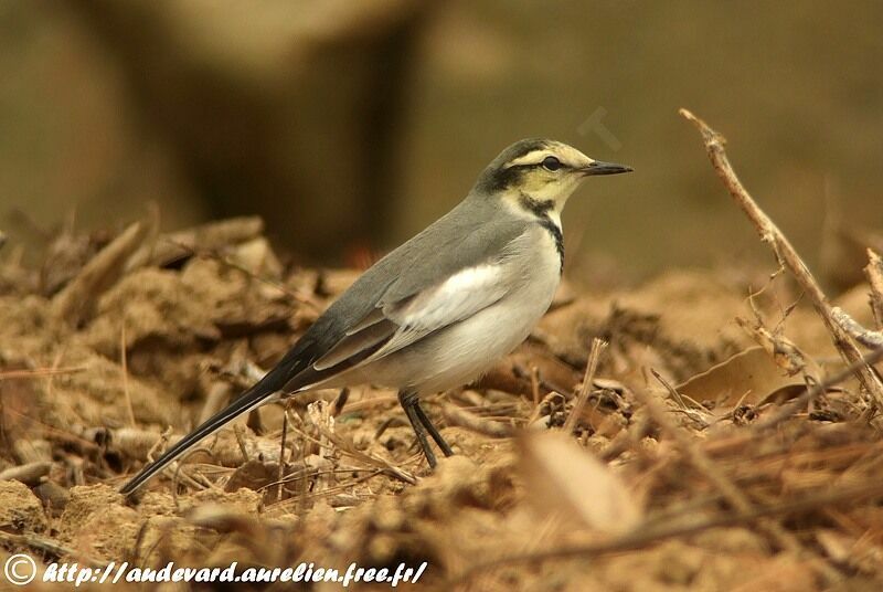 White Wagtail (lugens)