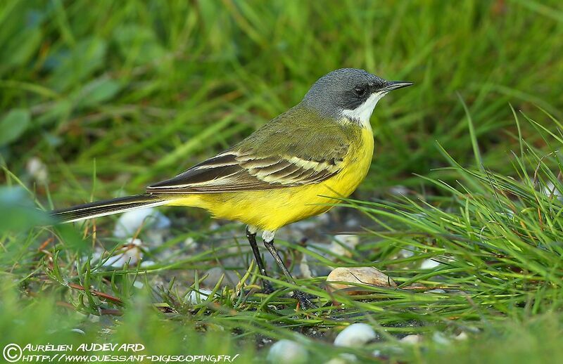 Western Yellow Wagtail