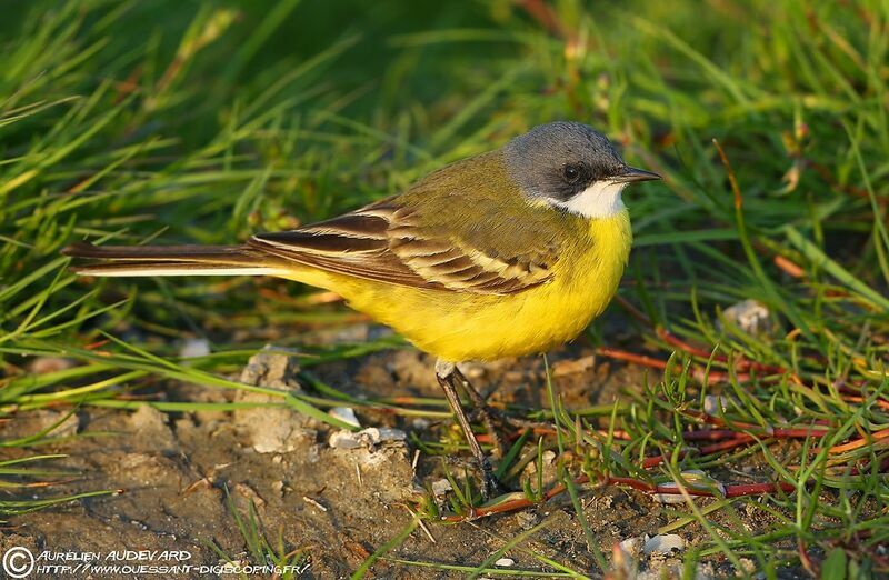 Western Yellow Wagtail