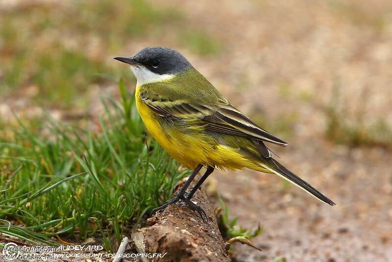 Western Yellow Wagtail male adult breeding, identification