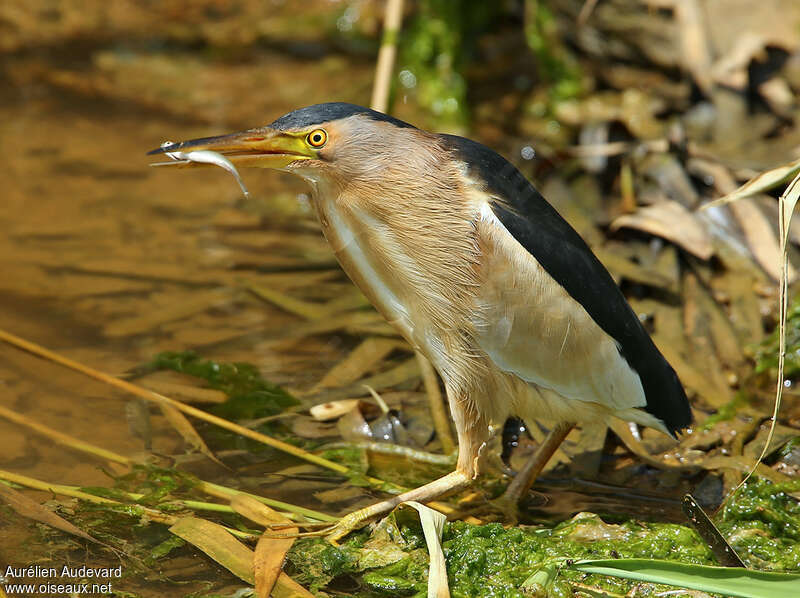 Little Bittern male adult, feeding habits