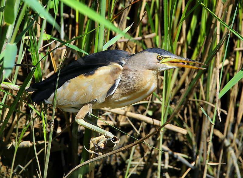 Blongios nain mâle adulte, identification