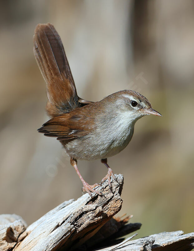 Bouscarle de Cetti mâle adulte, identification, composition