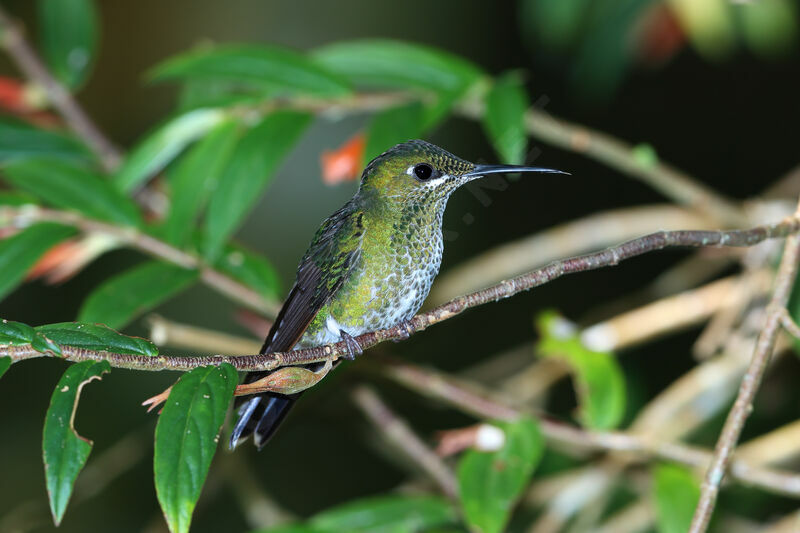 Green-crowned Brilliantadult