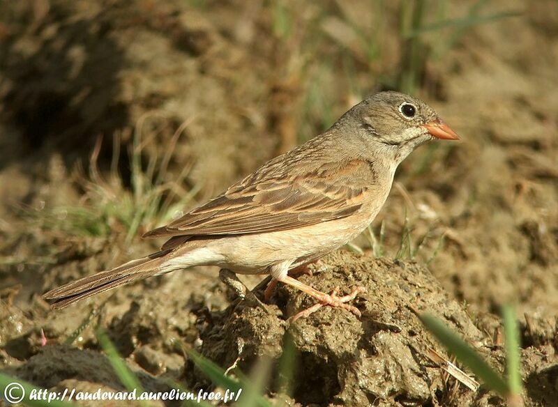 Grey-necked Bunting