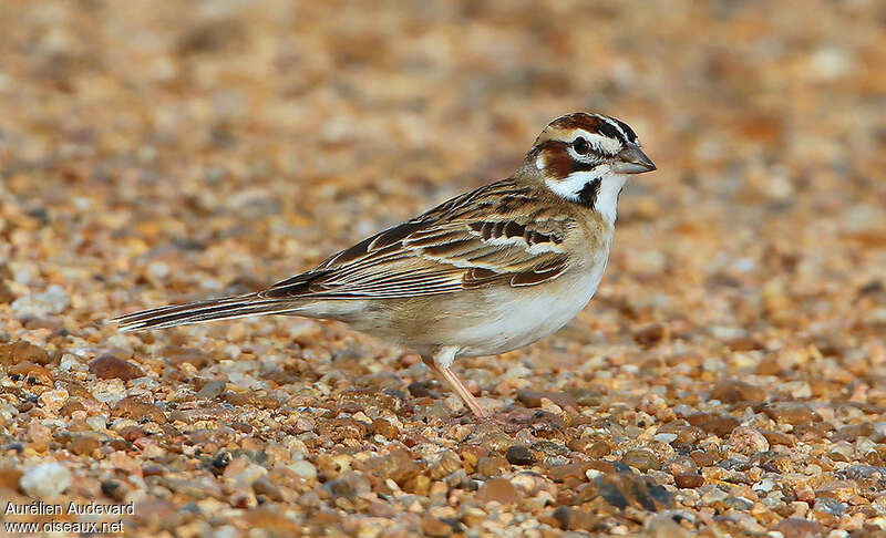 Lark Sparrowadult breeding, identification