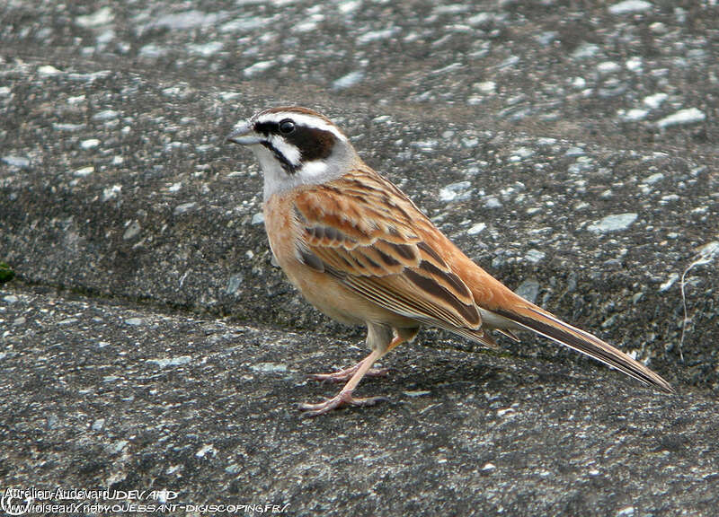 Meadow Bunting male adult breeding, identification