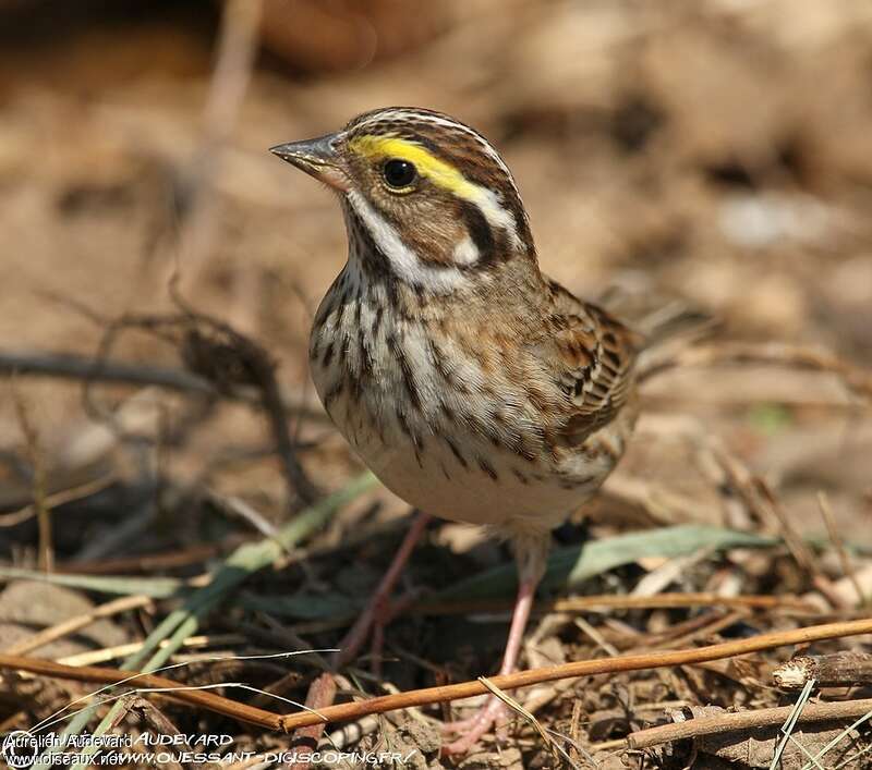 Yellow-browed Bunting female adult breeding, close-up portrait