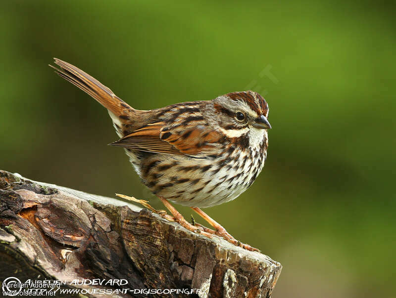 Bruant chanteuradulte, identification