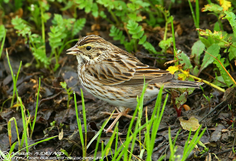 Savannah Sparrow, identification