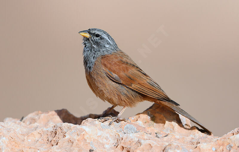 Bruant du Sahara mâle adulte nuptial, identification