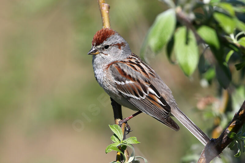 American Tree Sparrow