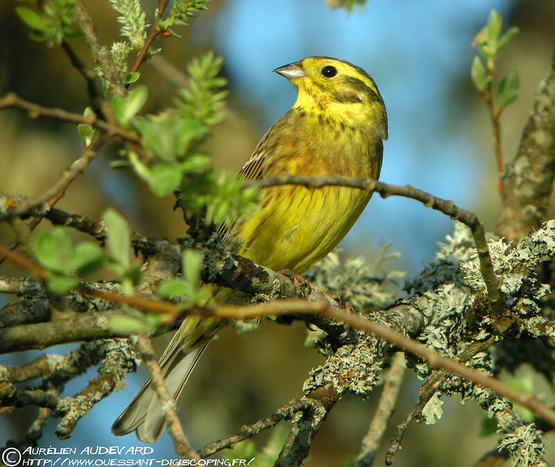 Yellowhammer male adult breeding, identification