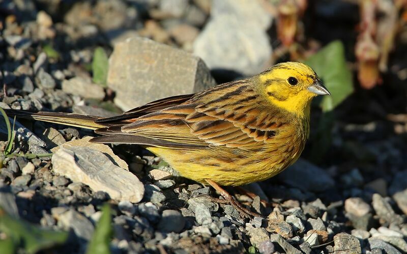 Bruant jaune mâle adulte nuptial