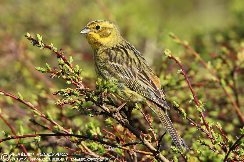 Bruant jaune