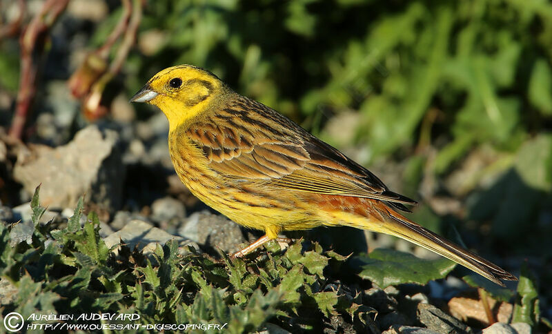 Bruant jaune