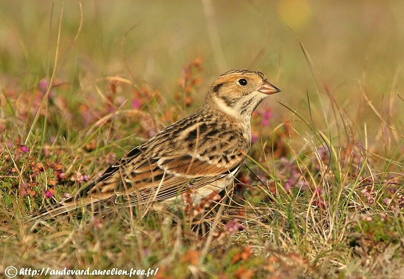 Lapland Longspur