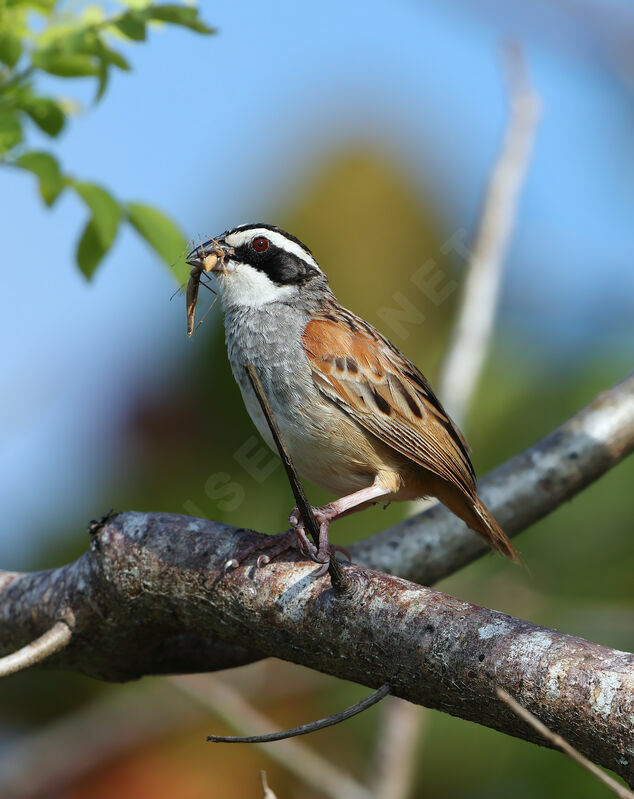 Stripe-headed Sparrow