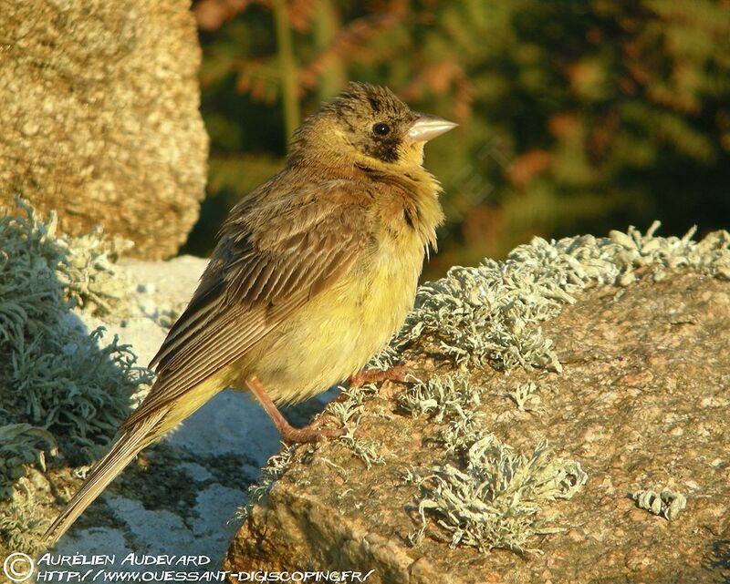 Black-headed Bunting, identification