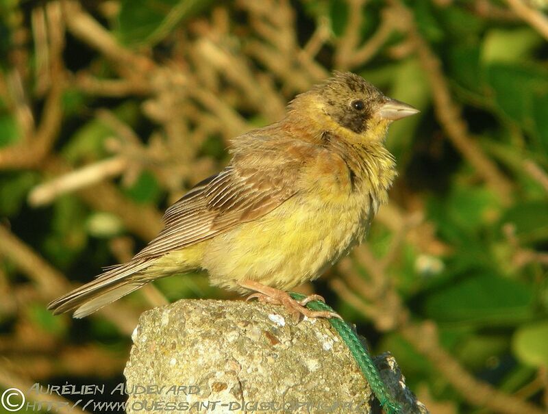 Black-headed Bunting male immature, identification