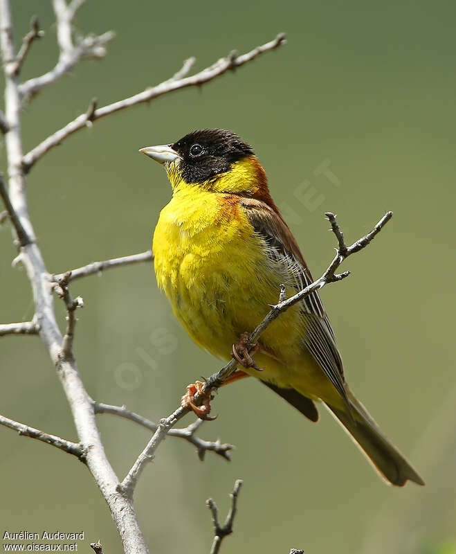 Black-headed Bunting male, pigmentation