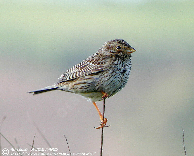 Corn Bunting