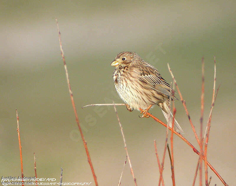 Corn Bunting male adult