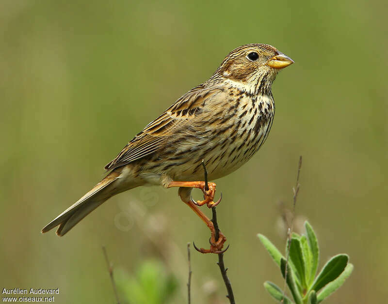 Corn Bunting male adult, identification