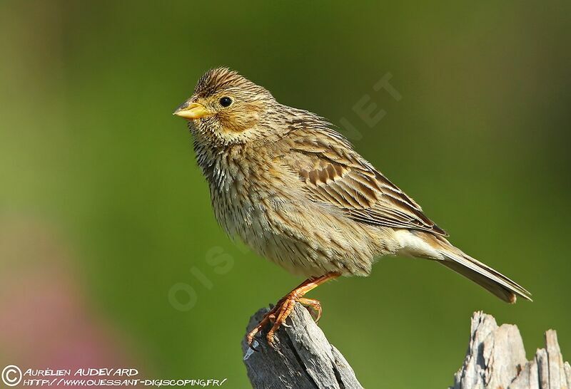 Corn Bunting