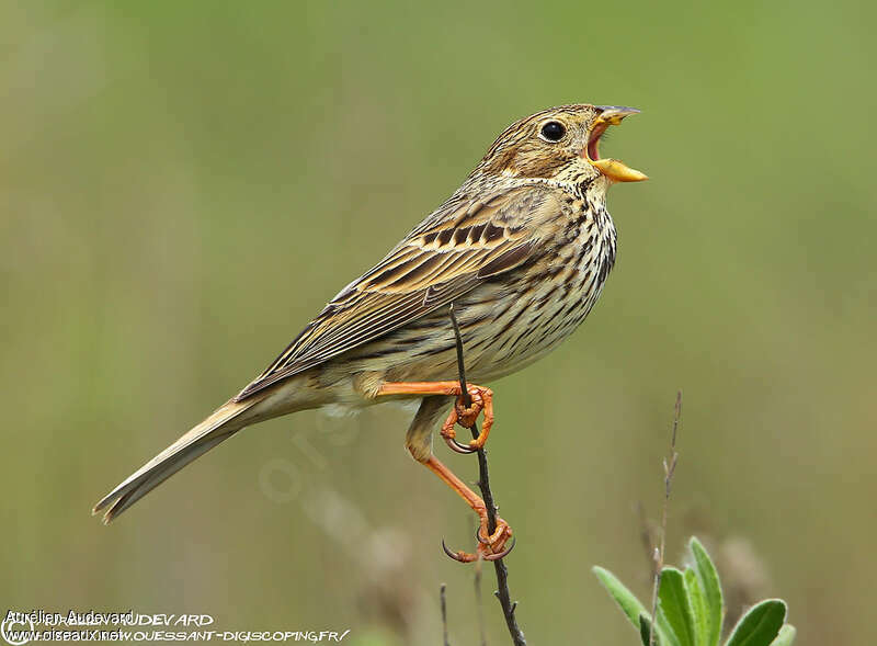 Corn Bunting male adult, song