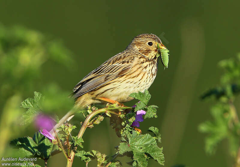 Corn Buntingadult, identification, feeding habits