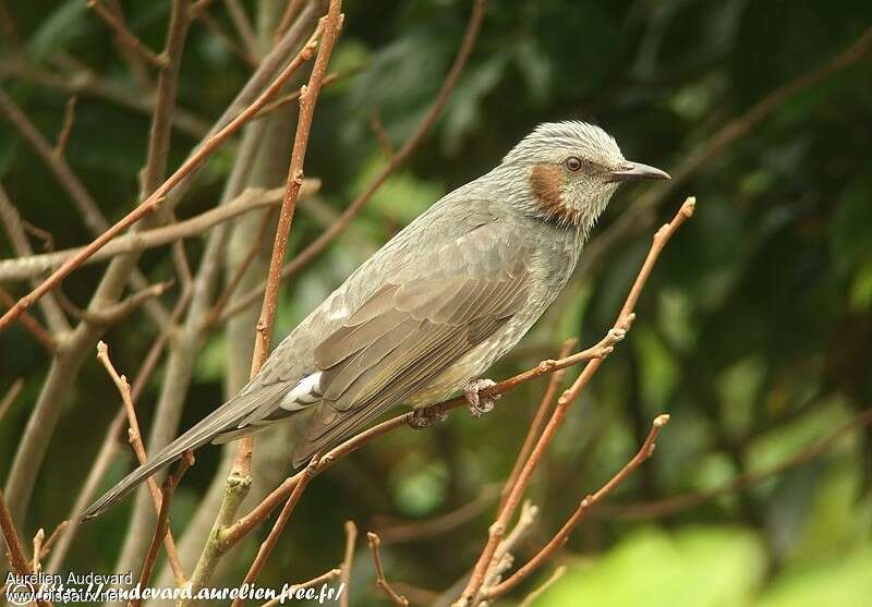 Brown-eared Bulbul male adult post breeding, identification